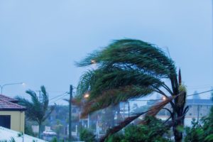 palm tree bending in hurricane winds