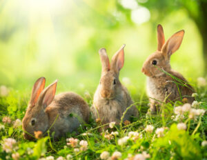 three wild rabbits in the spring grass to illustrate post on April dates & events