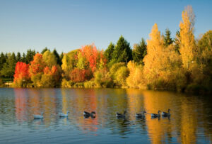 Flock of wild geese floating in a lake with a magnificent display of fall foliage on the shore used to illustrate October Dates & Events post.
