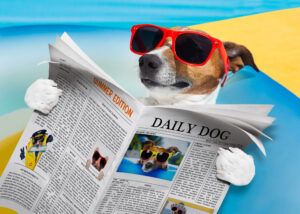 Dog wearing sunglasses reading a newspaper of good news stories.